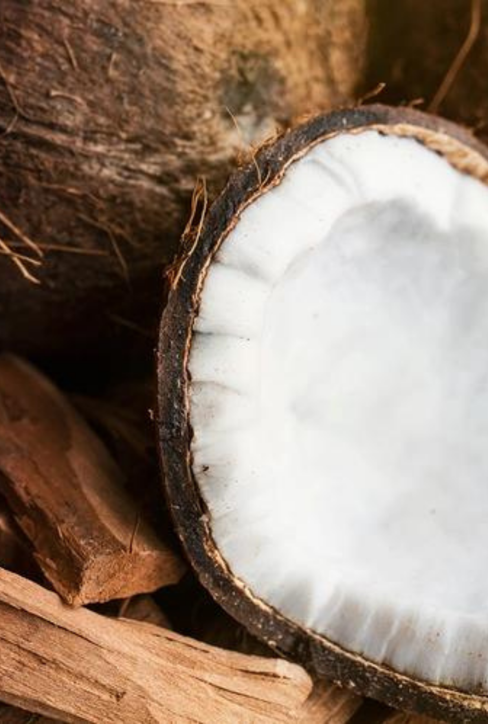 Santal + Coconut | Coastal Woods · Gentle Coconut