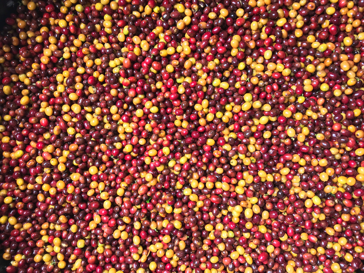 Washed Decaf by Sebastian Ramirez