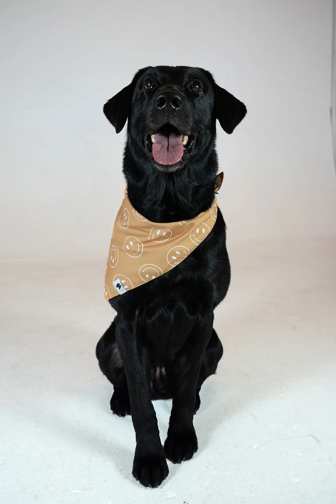 Smiles Dog Bandana Dog Bandana Co.