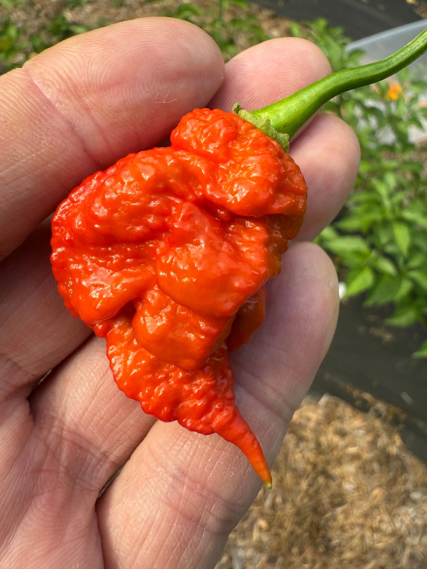 An orange Death Spiral chili pepper held in a person's hand with a green stem.