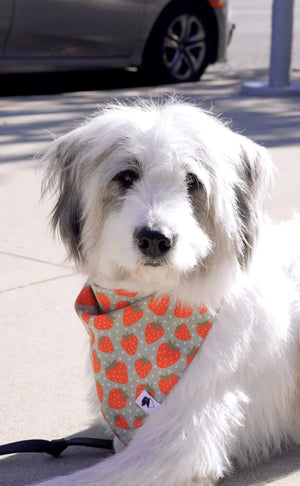 Watermelon & Strawberry Dog Bandana Dog Bandana Co.