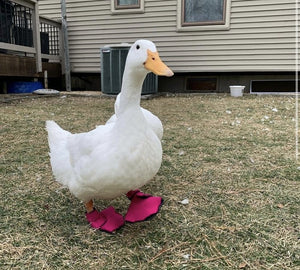 Birdy Bootie (chicken shoes, chicken booties, duck booties and goose shoes)