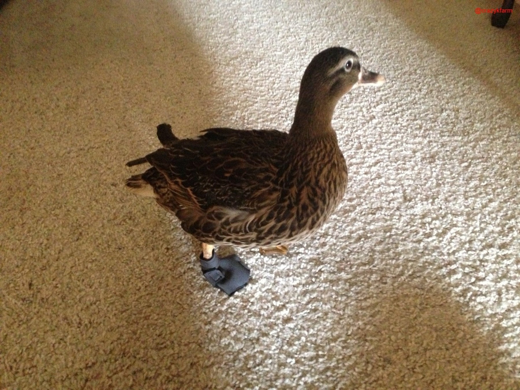 Birdy Bootie (chicken shoes, chicken booties, duck booties and goose shoes)