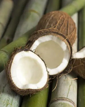 Bamboo + Coconut | Fresh Bamboo · Creamy Coconut
