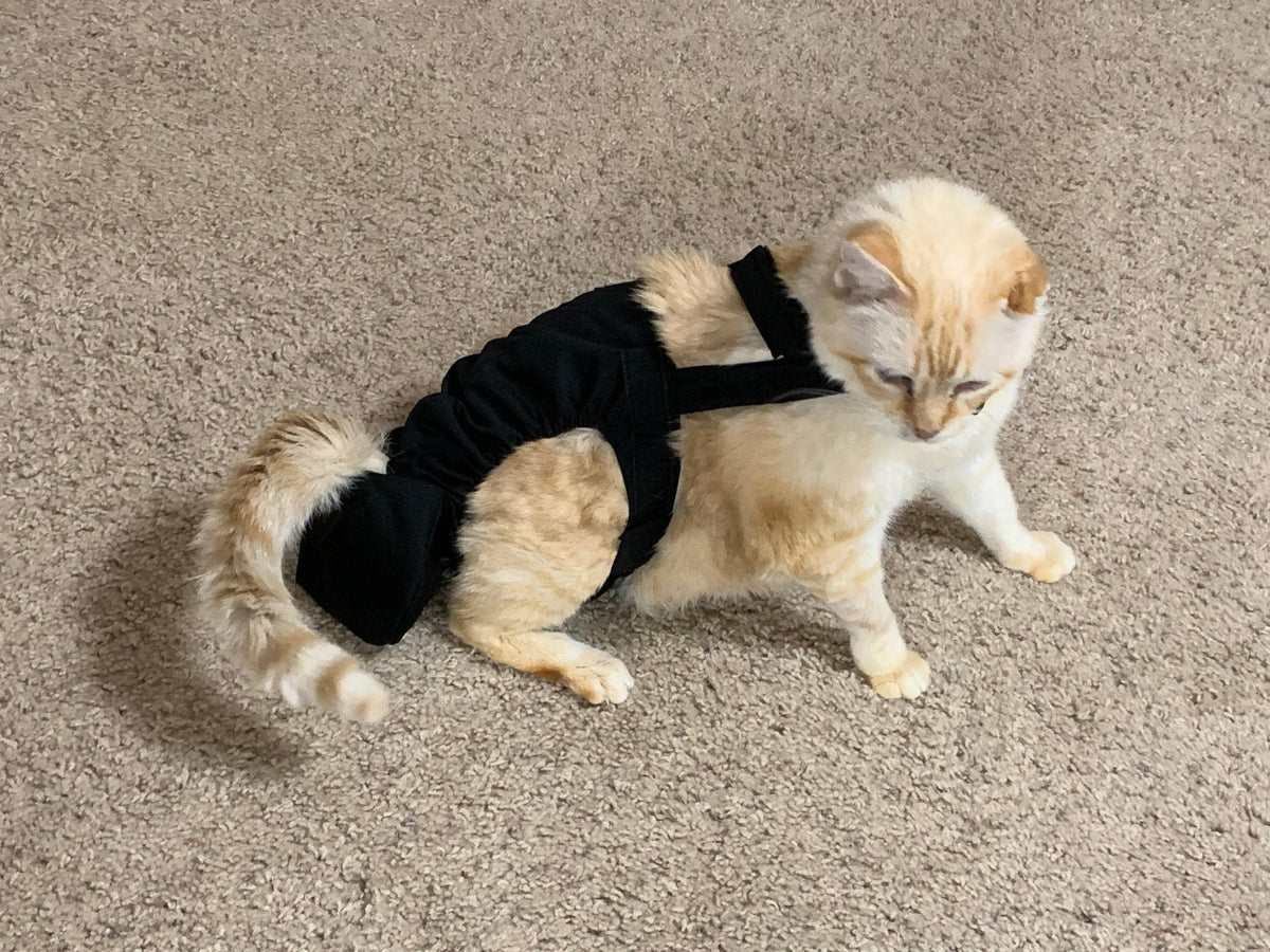 Diapurr Reusable Cat Diaper by Crazy K Farm, product photo 1 of 15