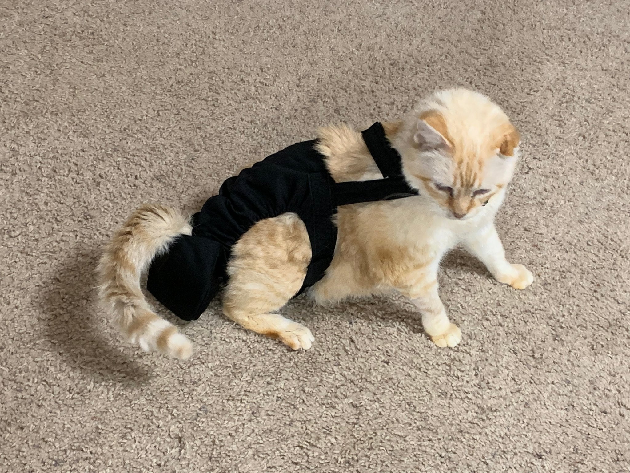 Diapurr Cat Diaper