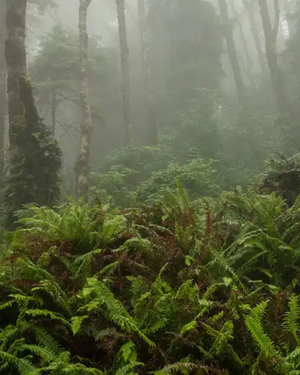 Fog + Fern | Earthy Forest · Fresh Rain