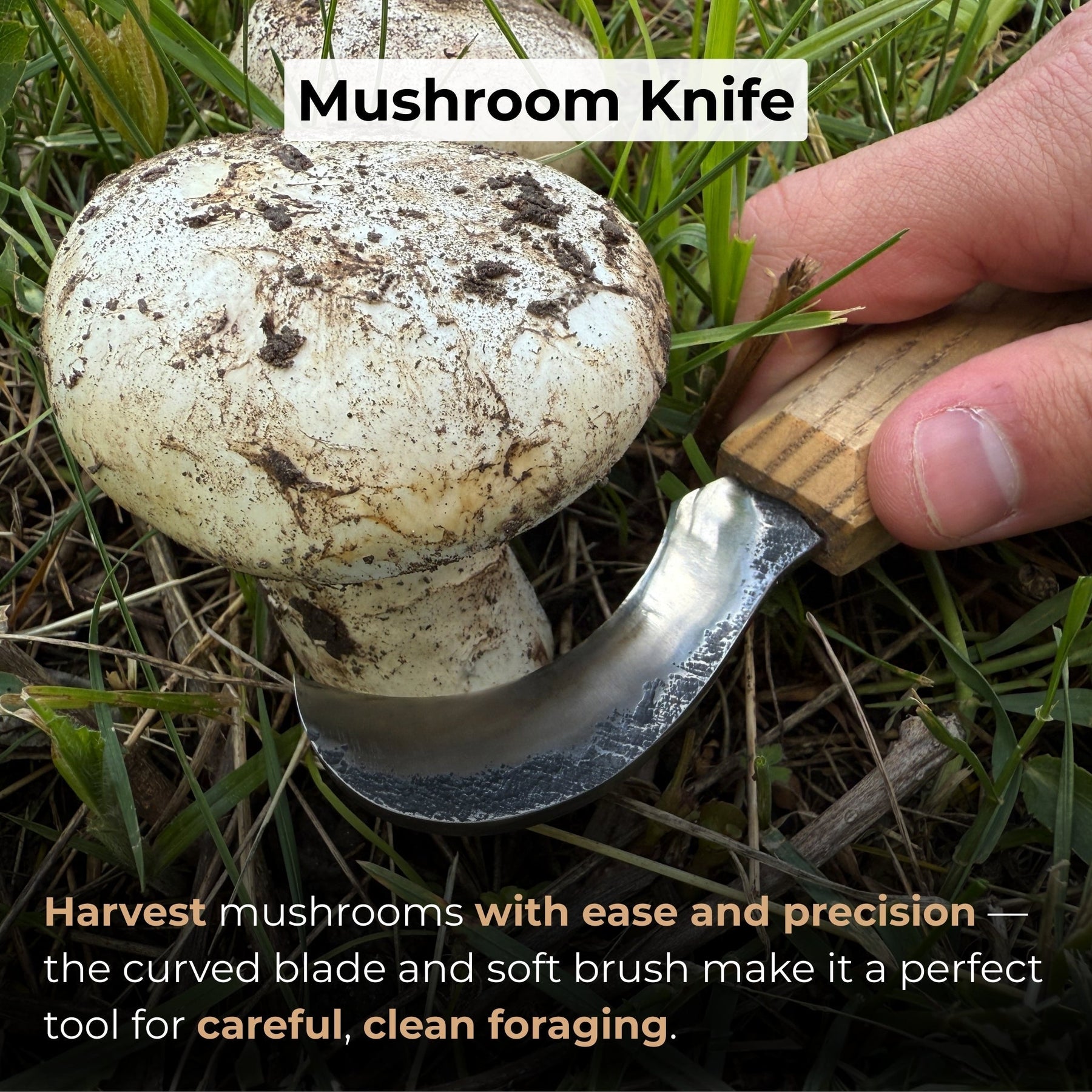 Forged Mushroom Knife with Brush, 6.5 cm (2.56 inches)