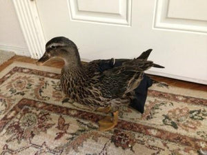 Hen Holster Bird Diaper/Harness (chicken diaper, duck diaper, pigeon diaper with Removable Vinyl Liner)