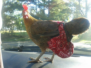 Hen Holster Bird Diaper/Harness (chicken diaper, duck diaper, pigeon diaper with Removable Vinyl Liner)