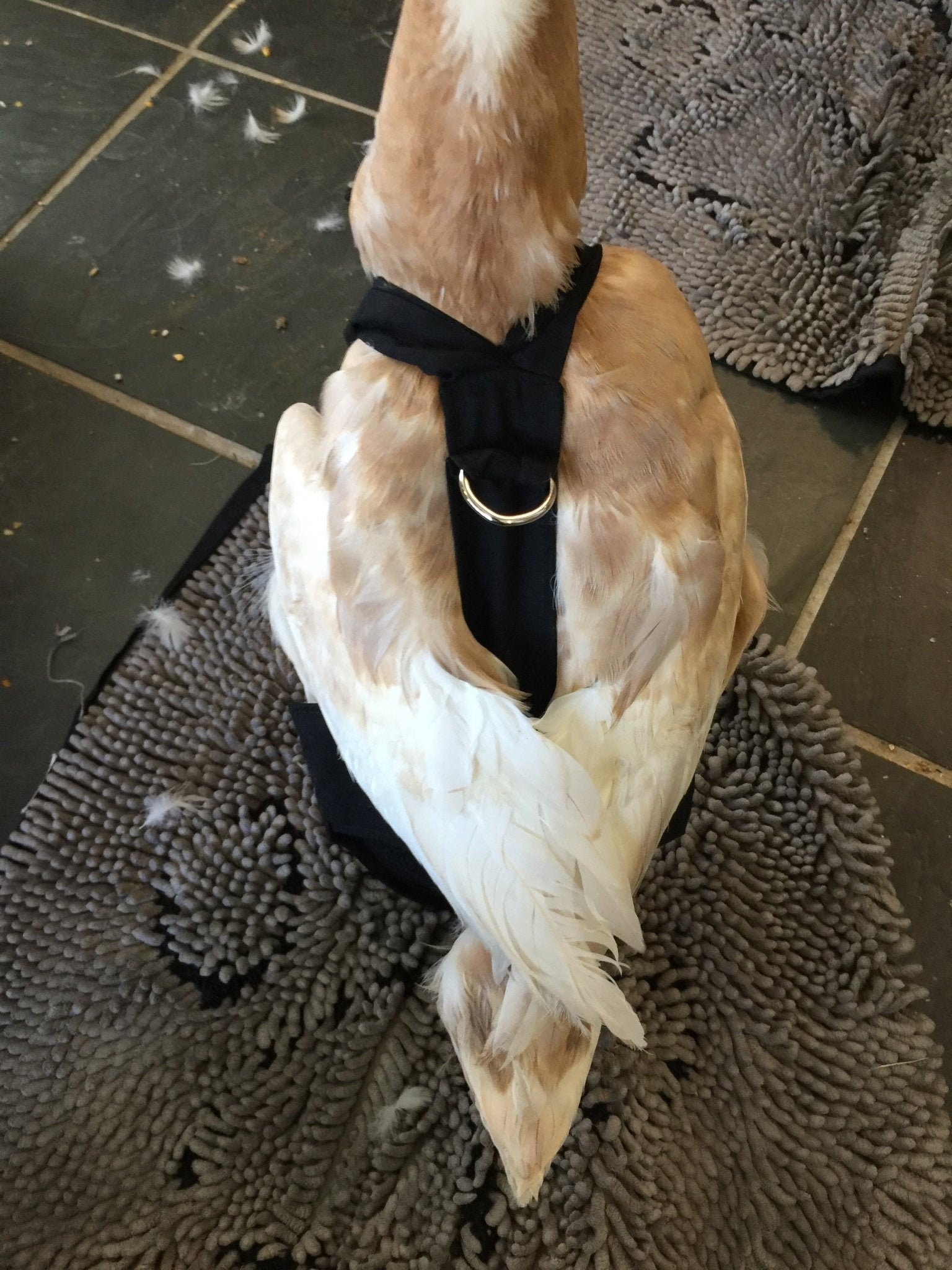 Hen Holster Duck Diaper Goose Diaper Removable Liners
