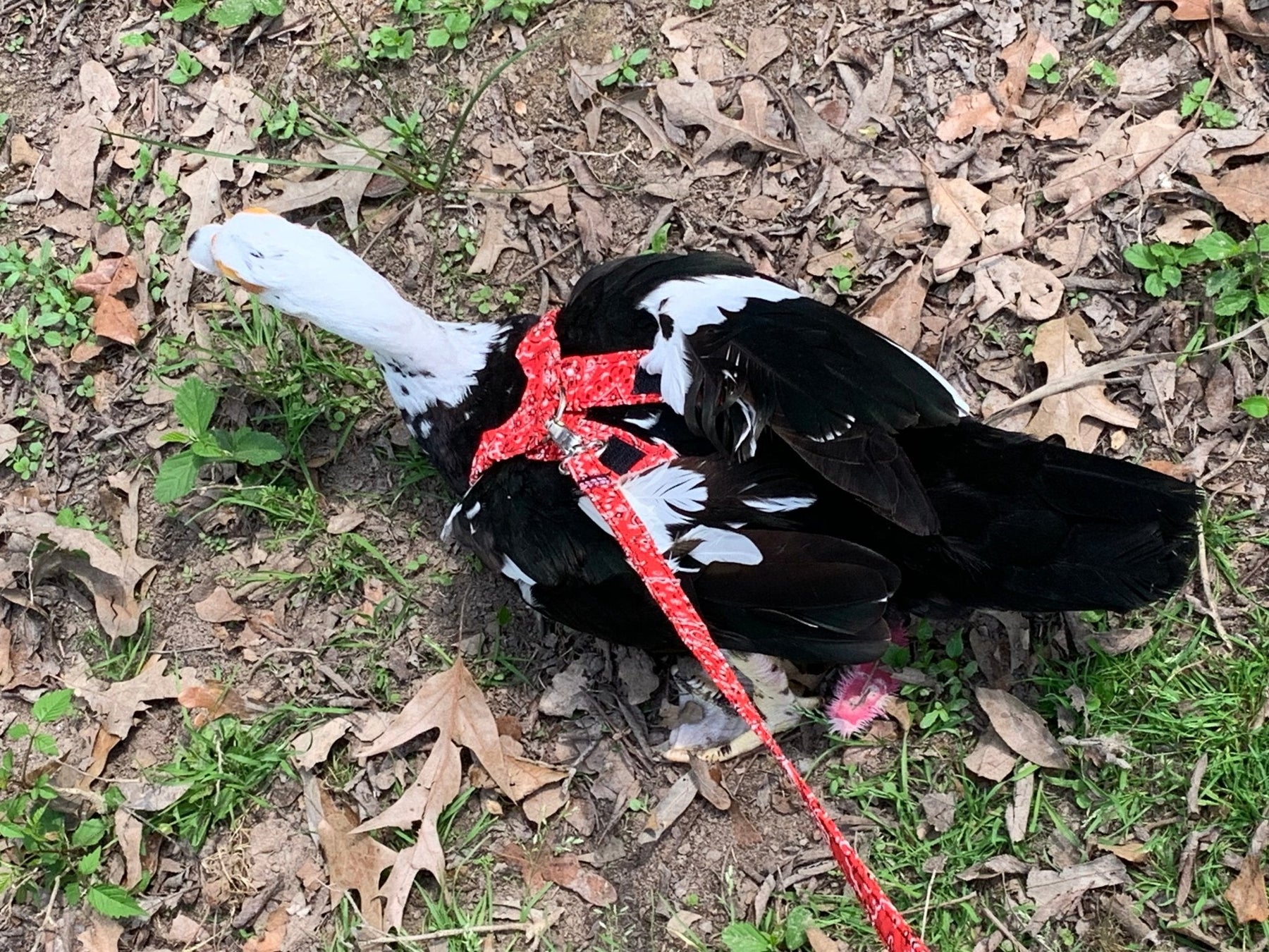 Hen Saver Chicken Harness (Chicken and Duck Harness without Diaper)