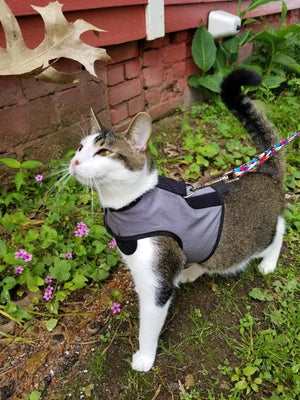 Kitty Holster Cat Harness by Crazy K Farm, product photo 34 of 49