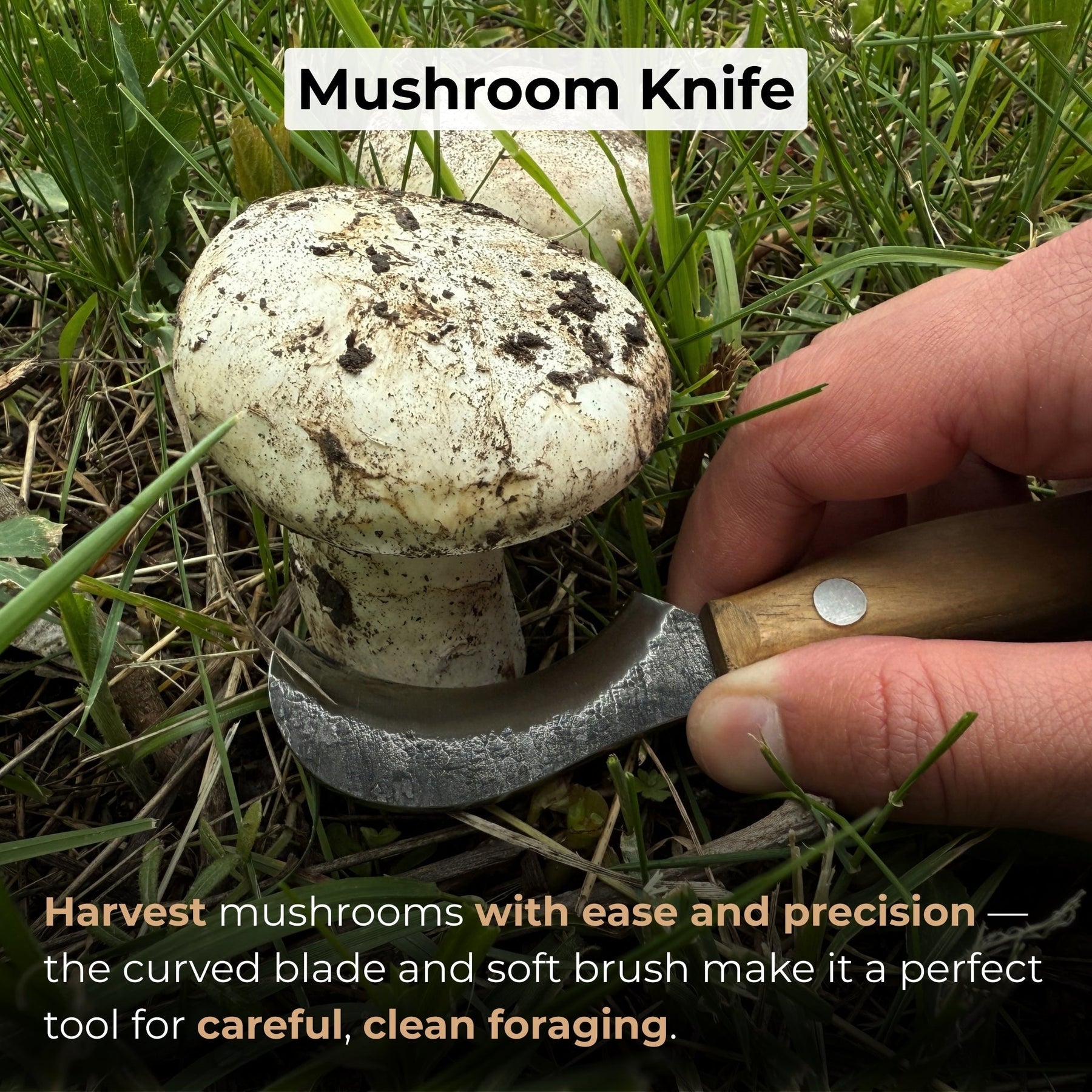 Mushroom Knife for Forest Walks, 6 cm (2.36 inches)