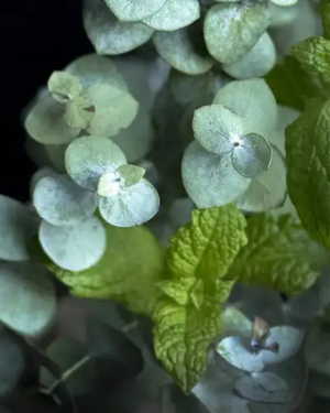 Peppermint Eucalyptus | Fresh Spa Clean