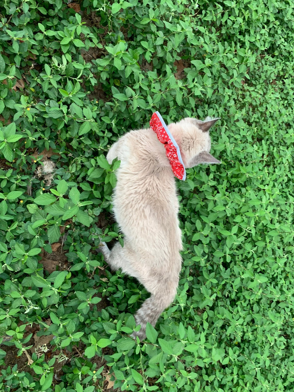 Prey Saver Cat Collar by Crazy K Farm, product photo 7 of 23