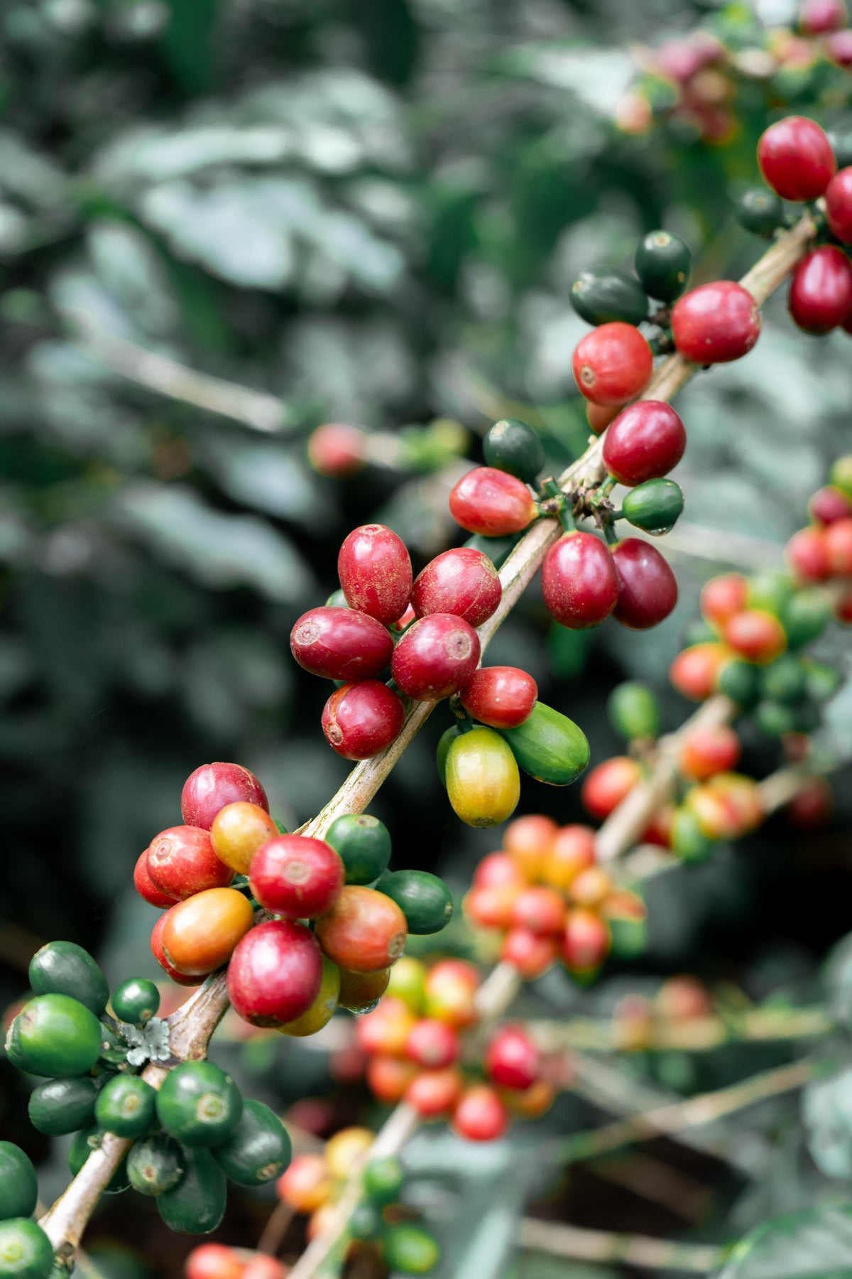 Red Fruits by Sebastian Ramirez